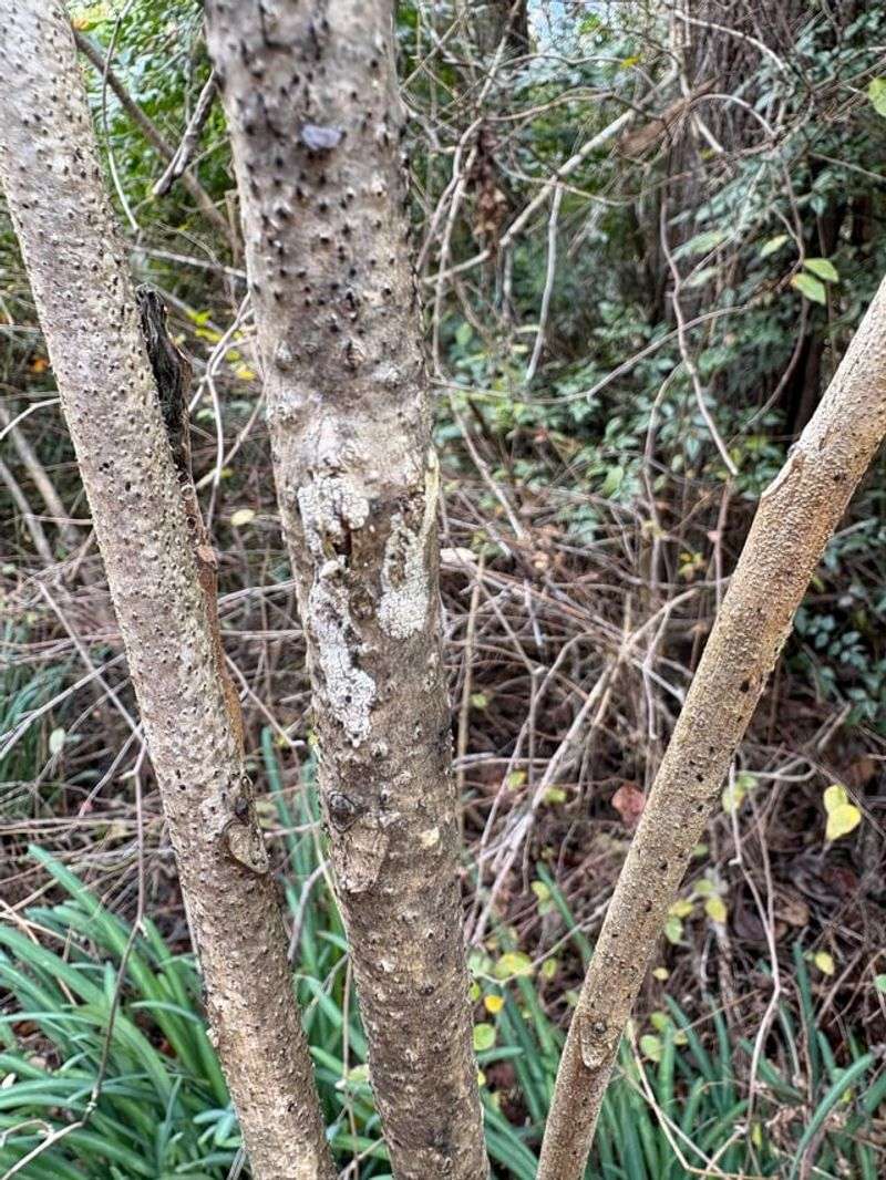 On The Trunks Of Tree Of Heaven