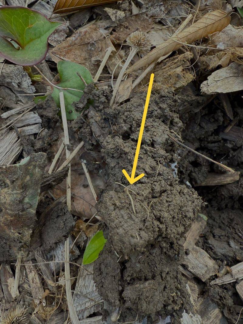 Once rhizomes settle in, removal becomes a campaign Once rhizomes settle in, removal becomes a campaign