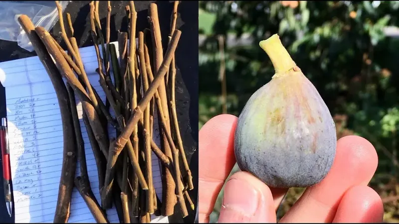 One Arizona Fig Branch Can Produce Several Trees—not Unlimited Trees One Arizona Fig Branch Can Produce Several Trees—not Unlimited Trees