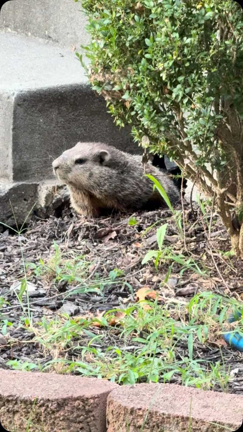 One Burrow Can Serve More Than One Purpose