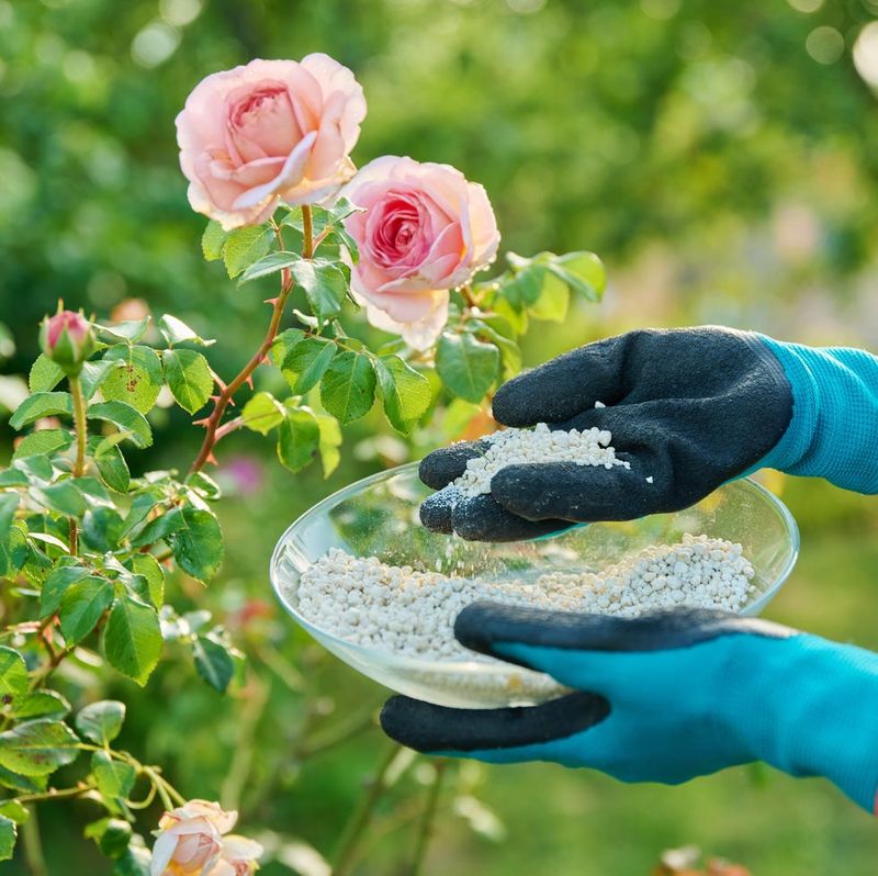 One Final Feeding Can Support Another Round Of Growth