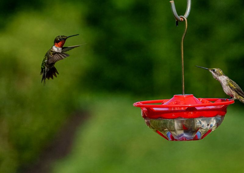 One Hummingbird Has Established Dominance One Hummingbird Has Established Dominance