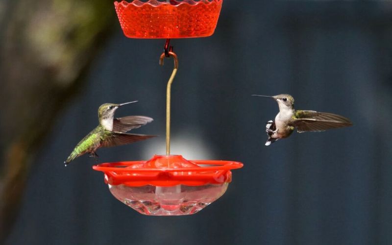 One Hummingbird May Claim The Entire Feeder