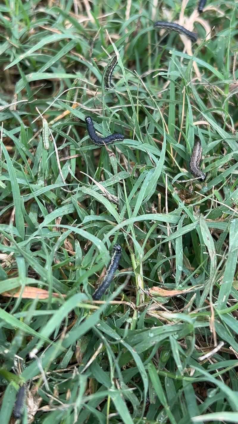 One Hungry Group Can Sweep Across A Lawn One Hungry Group Can Sweep Across A Lawn