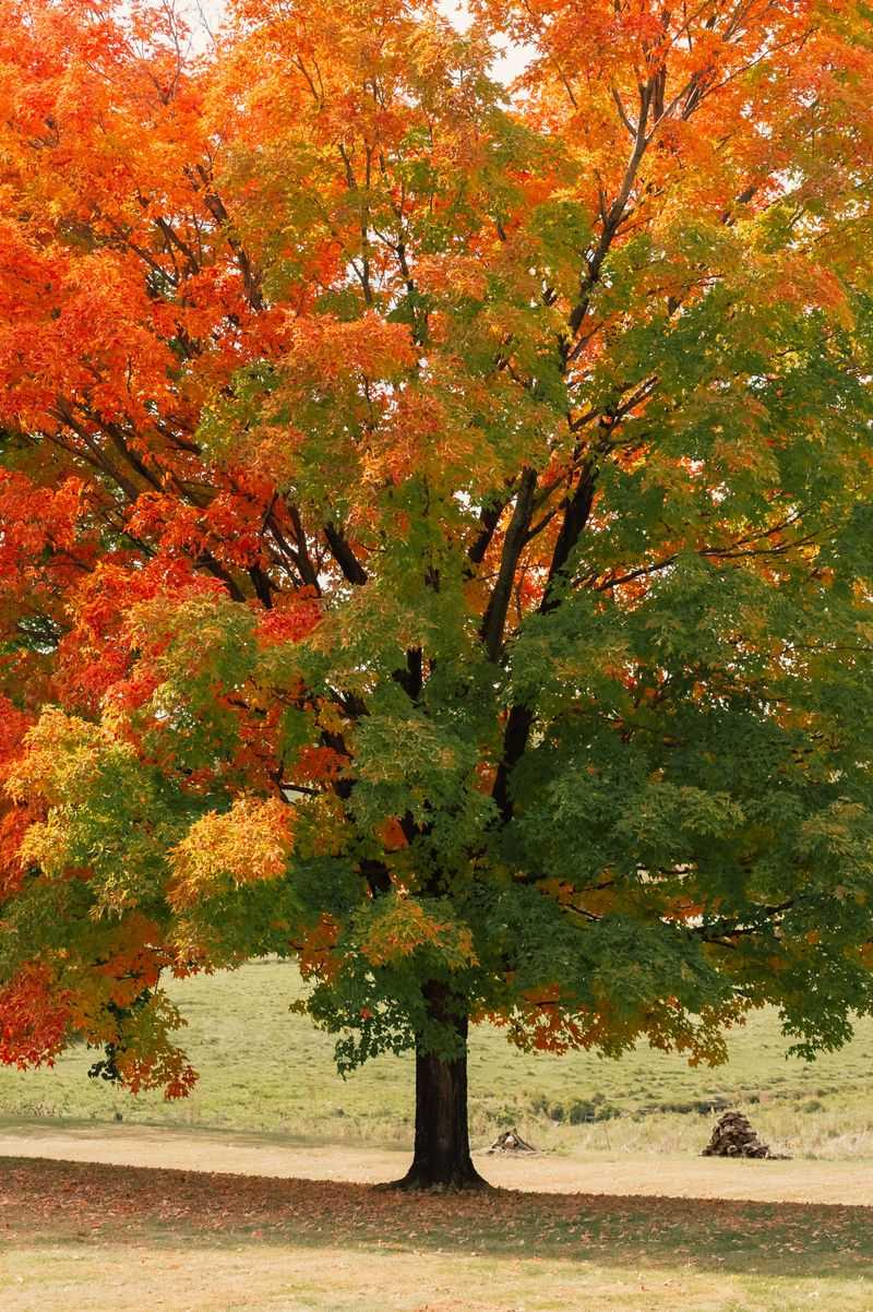 One Maple Can Color Differently Across The Same Tree One Maple Can Color Differently Across The Same Tree