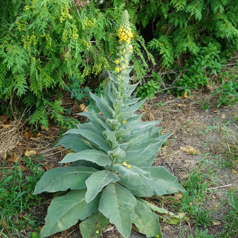 One Plant Can Produce Thousands Of Seeds One Plant Can Produce Thousands Of Seeds