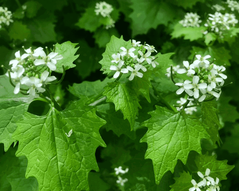 One Plant Can Produce Thousands Of Seeds