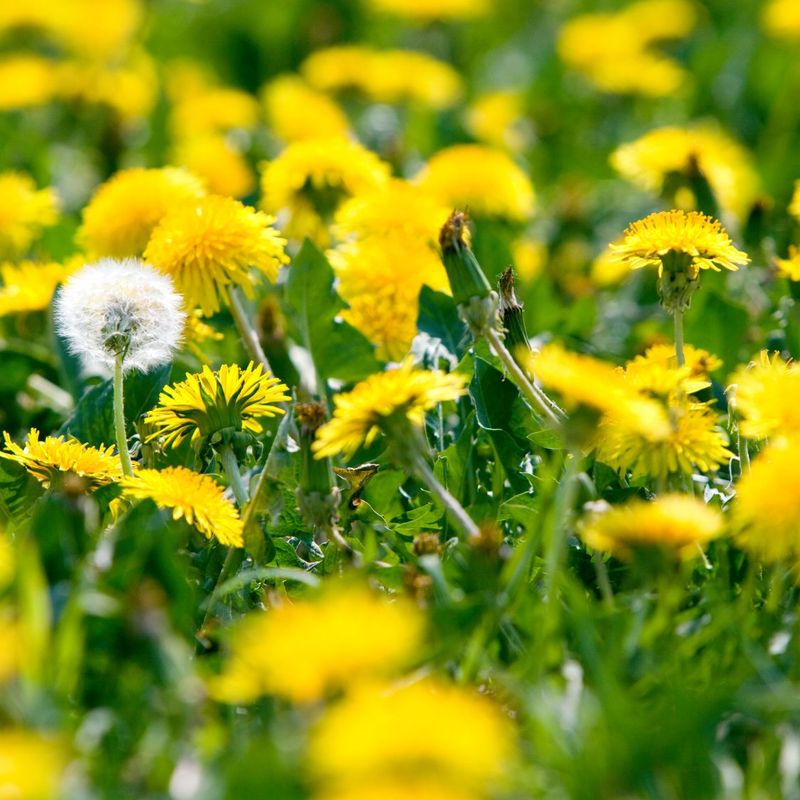One Plant Can Toss Out Thousands Of Seeds One Plant Can Toss Out Thousands Of Seeds