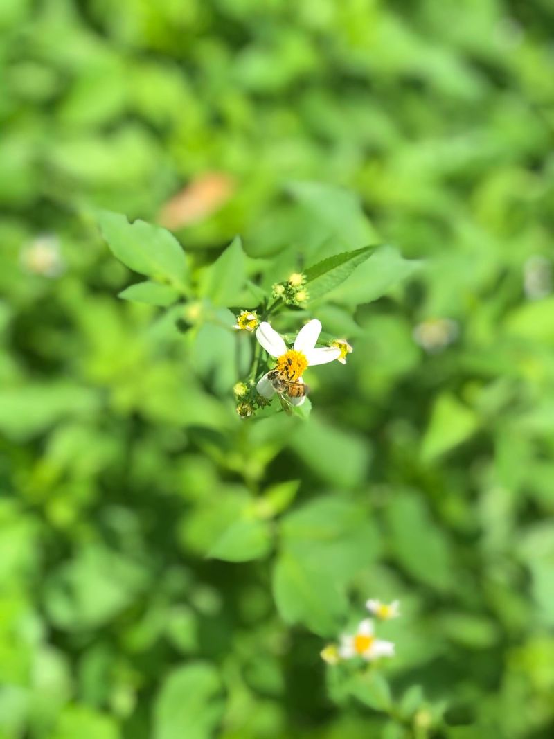 One Plant Supports A Whole Food Web