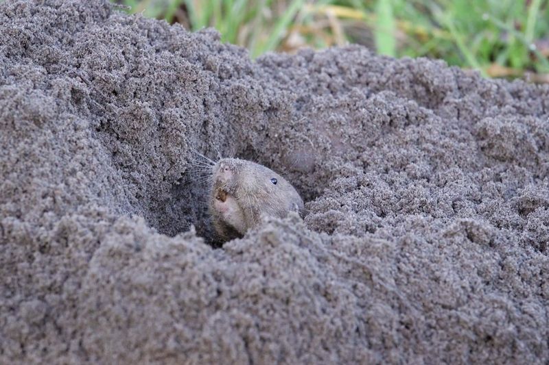 One Pocket Gopher Can Reshape More Lawn Than You Expect One Pocket Gopher Can Reshape More Lawn Than You Expect