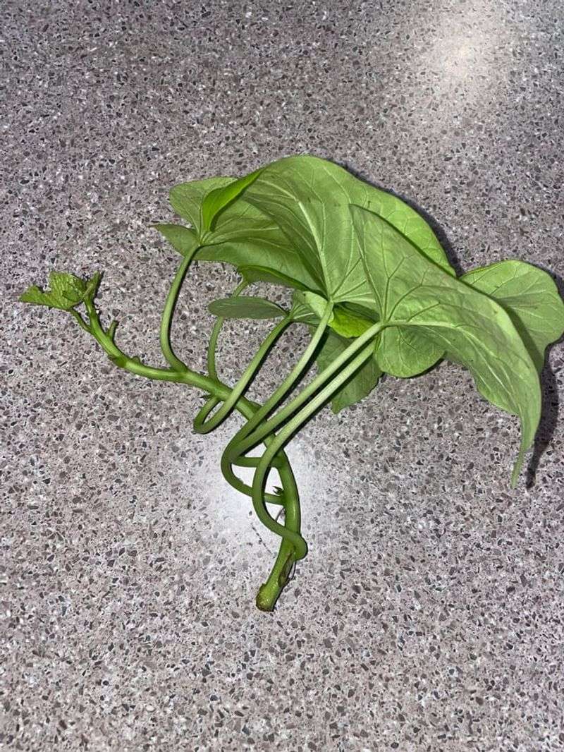 One Snipped Stem Keeps The Whole Vine Going