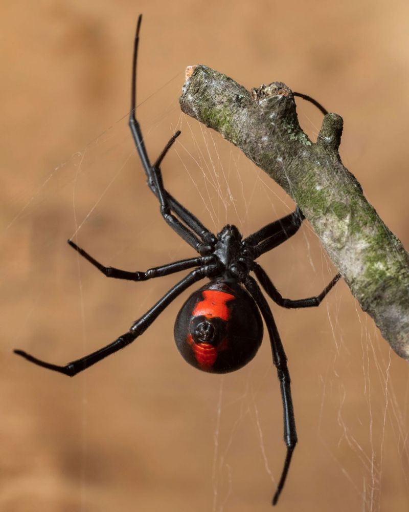 One Spider Does Not Mean Your Home Is Infested