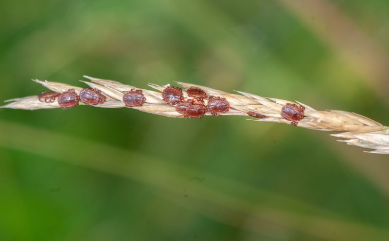One Tick Can Start A Whole Population One Tick Can Start A Whole Population