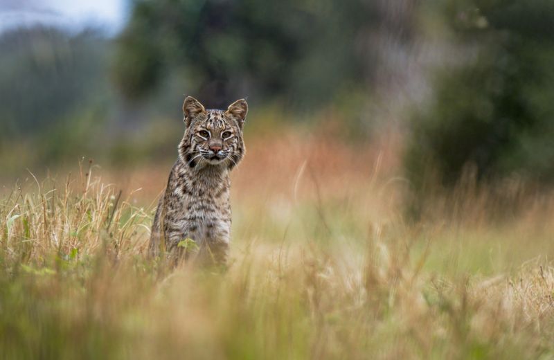 One Visit Does Not Mean A Bobcat Has Moved In