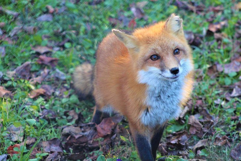 One Visit Does Not Mean A Fox Has Moved In One Visit Does Not Mean A Fox Has Moved In