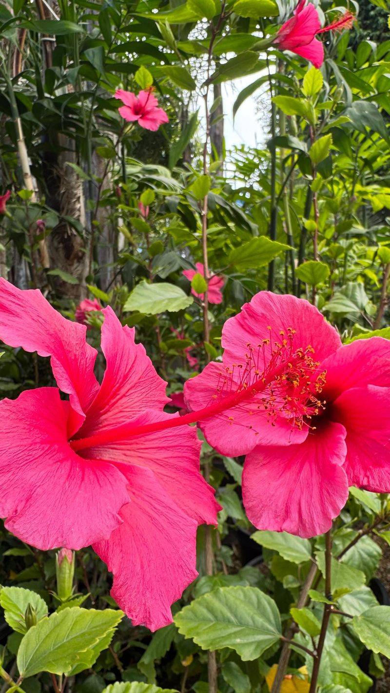 One flower fades while the plant keeps working One flower fades while the plant keeps working