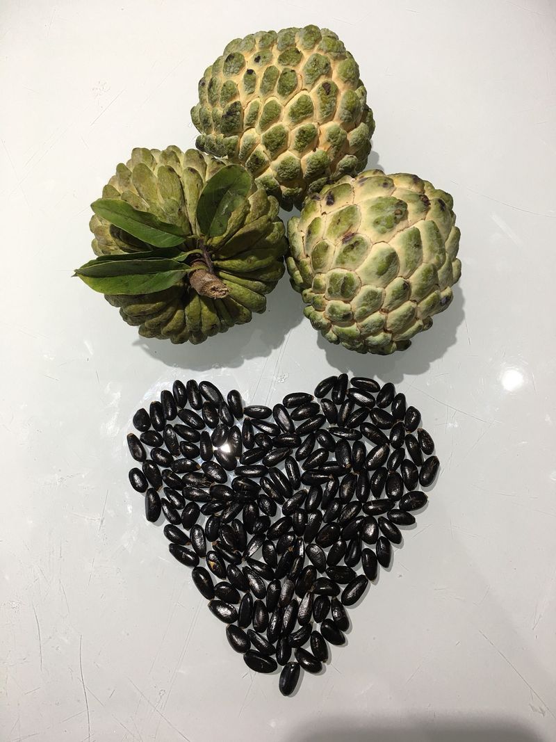 One fruit can provide seeds, but it cannot grow roots