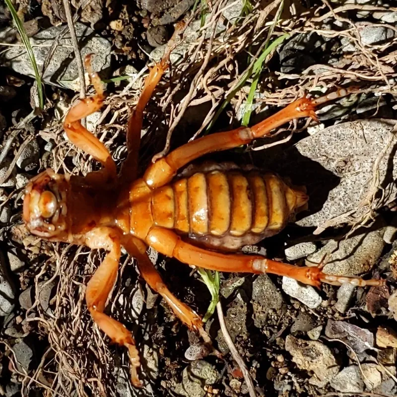 One insect does not signal a garden crisis One insect does not signal a garden crisis