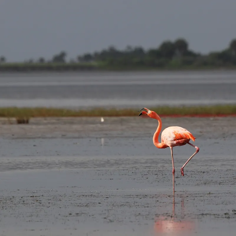 One sighting raises a question—it does not settle the story
