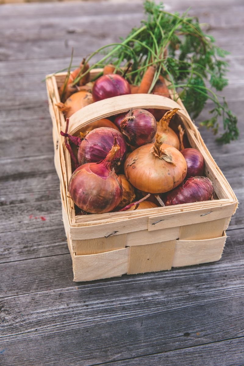 Onions Keep The Carrot Flies Guessing Onions Keep The Carrot Flies Guessing