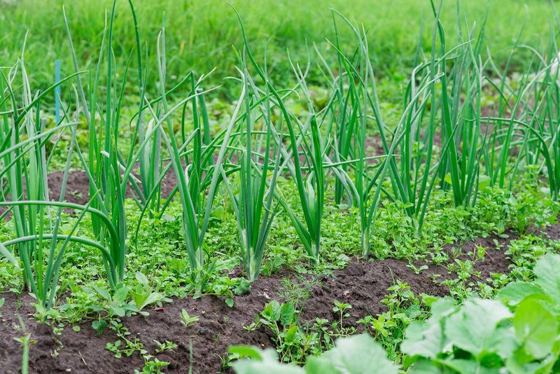 Onions Offer Another Option For The October Garden