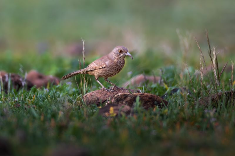 Open Bare Ground For Foraging Open Bare Ground For Foraging