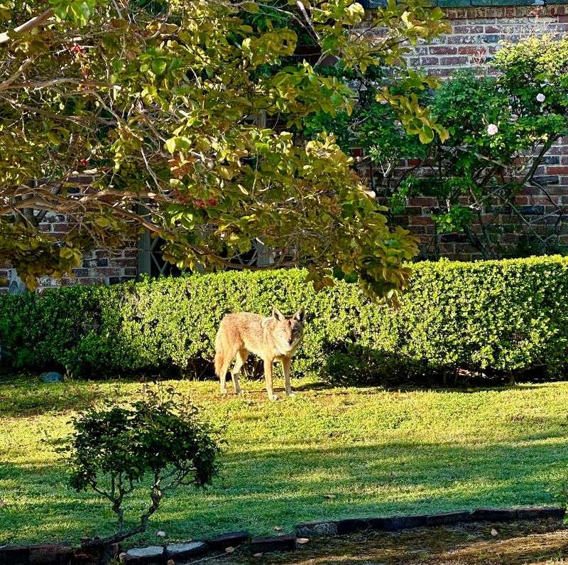 Open Fences Create Easy Access