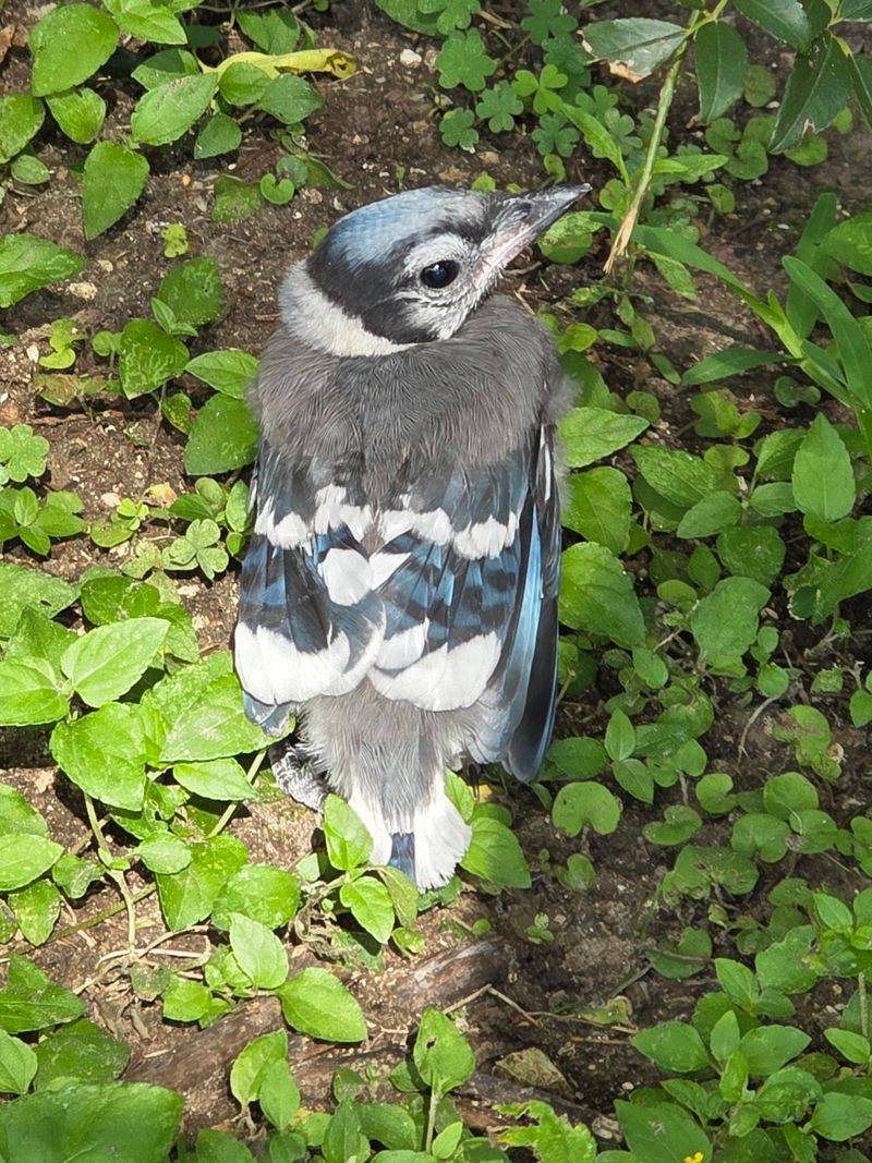 Open Lawns Give Blue Jays Room To Search For Food