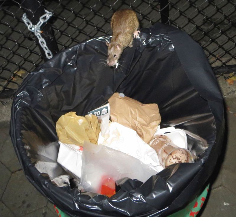 Open Trash Cans And Messy Compost Open Trash Cans And Messy Compost