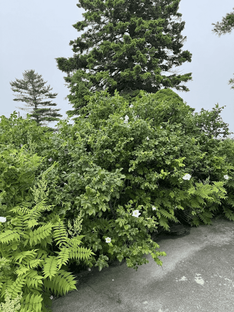 Open Up Shady Shrub Borders That Stay Cool And Humid