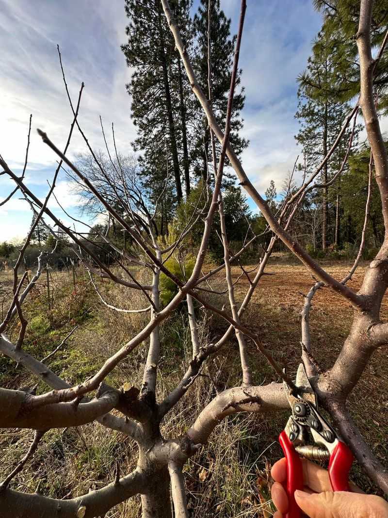 Open the Wisconsin Apple Canopy Without Overpruning