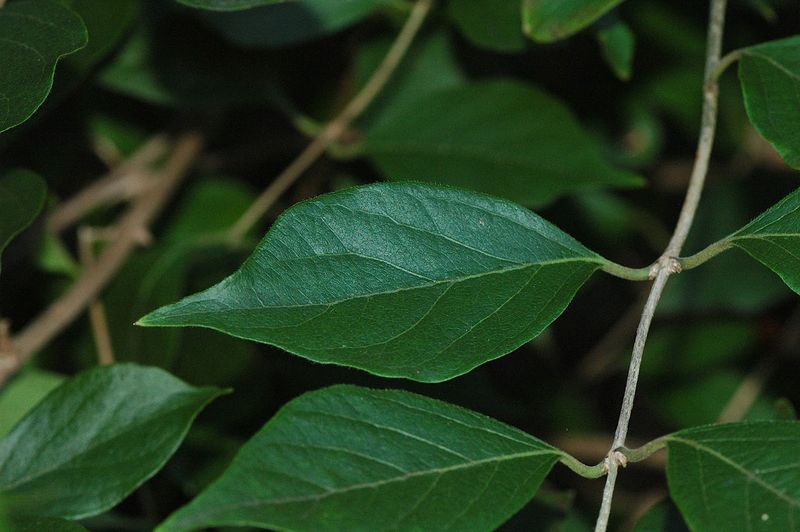 Opposite Leaves Help Narrow The Identification