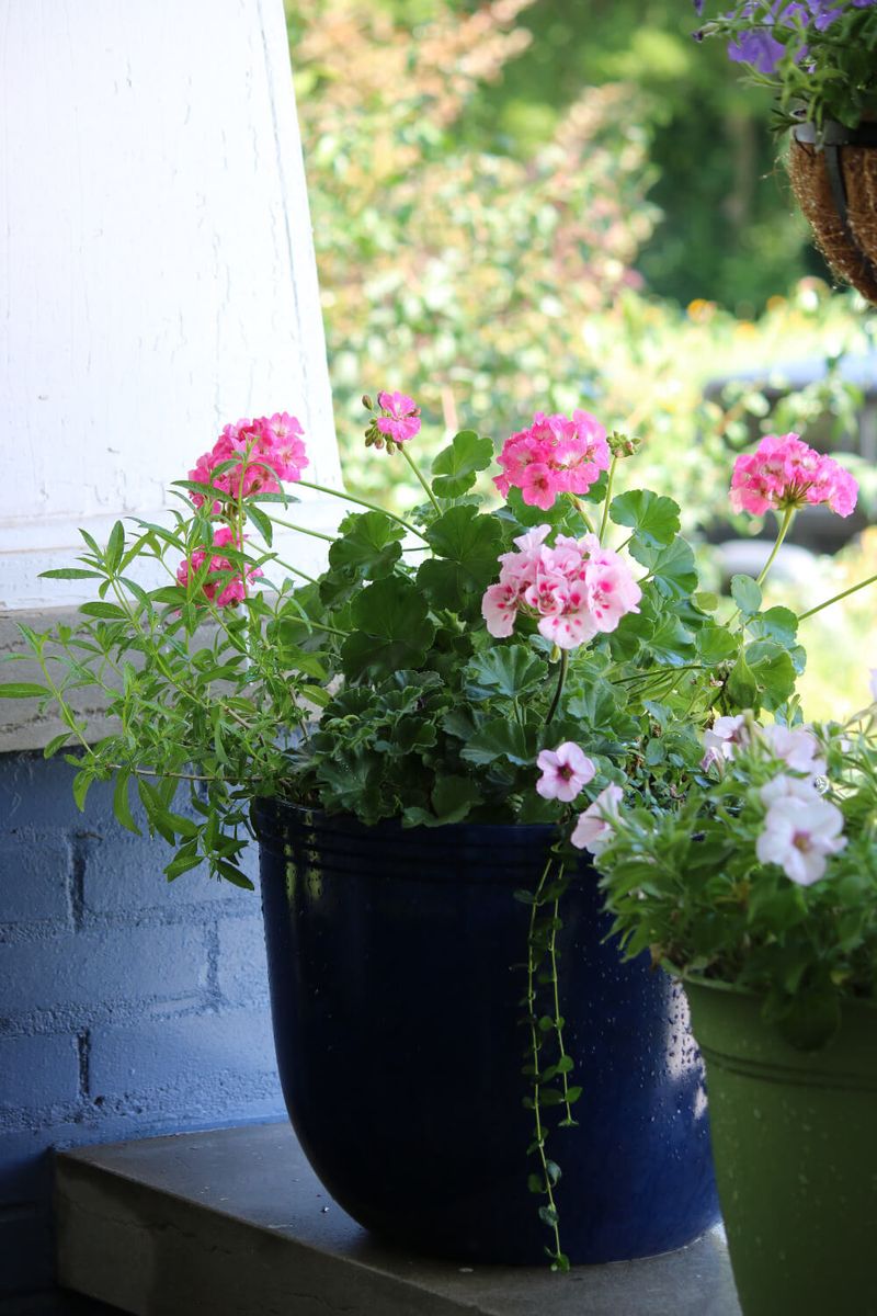 Optimize Arizona Geranium Placement for Fall Sun Optimize Arizona Geranium Placement for Fall Sun
