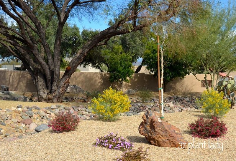 Optimize Arizona Soil Conditions for Hibiscus