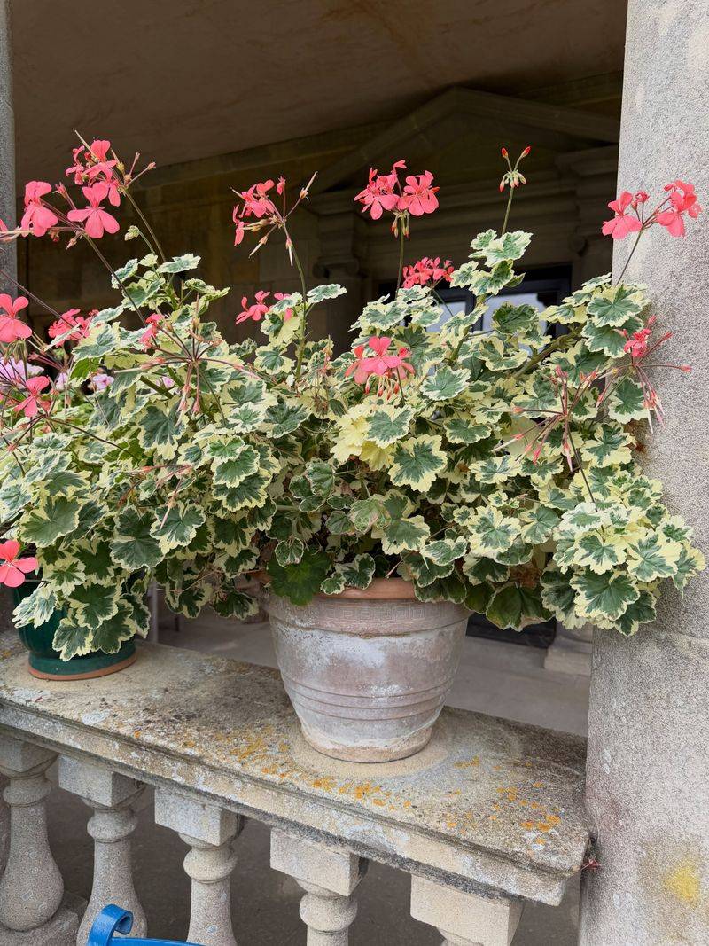 Or Keep Them Potted In A Semi-Dormant State