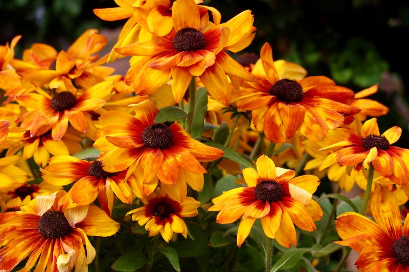 Orange Coneflower Blooms From July Well Into Fall