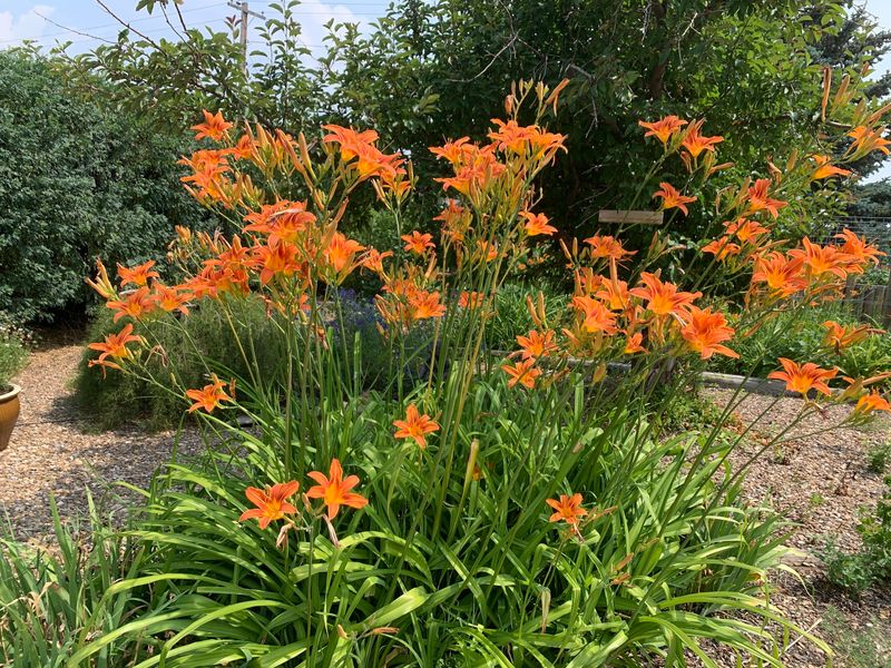 Orange Daylily Orange Daylily