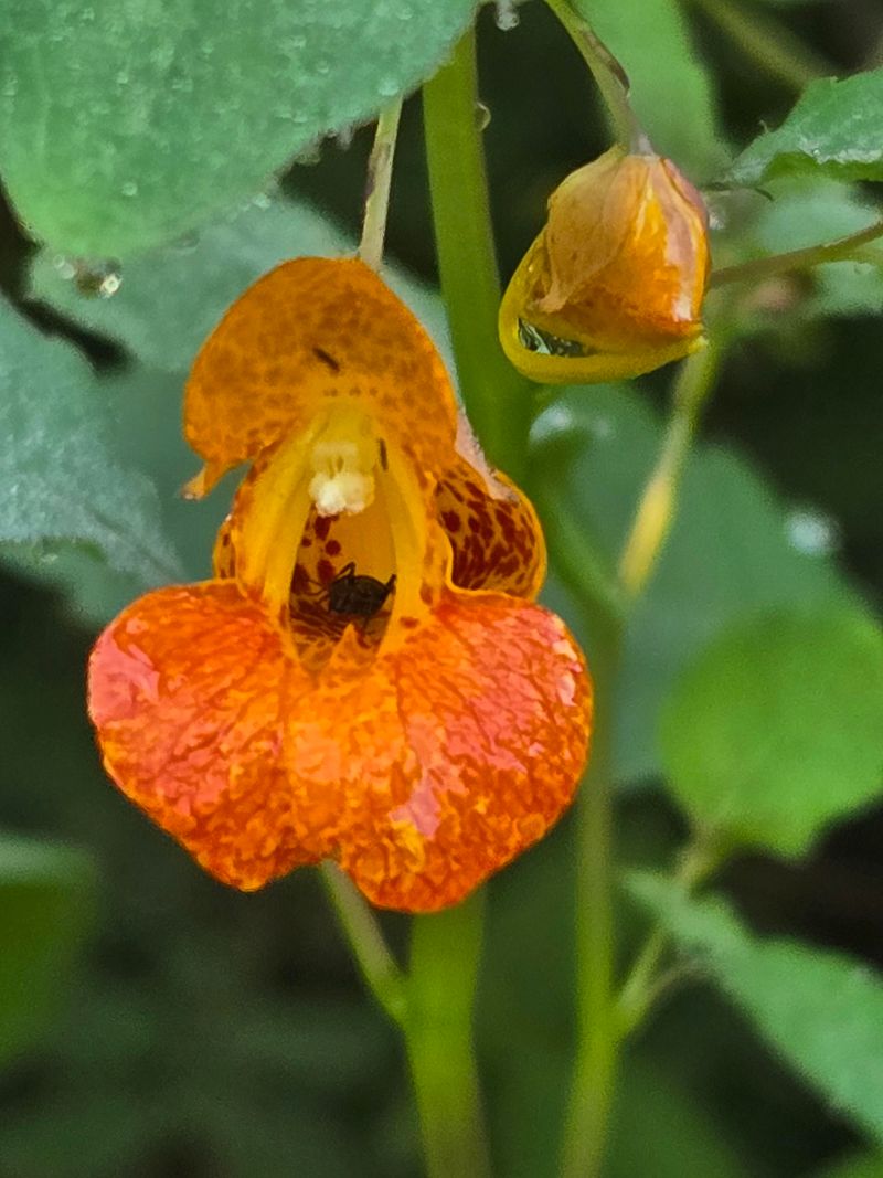 Orange Flowers Keep Offering Nectar As The Season Changes