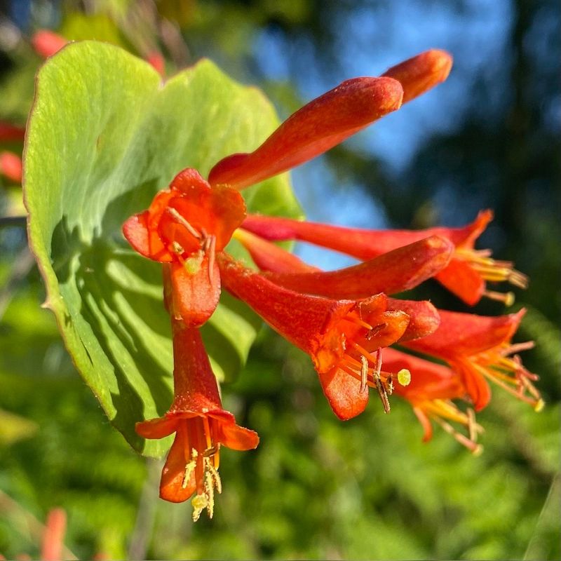 Orange Honeysuckle (Lonicera ciliosa) Orange Honeysuckle (Lonicera ciliosa)
