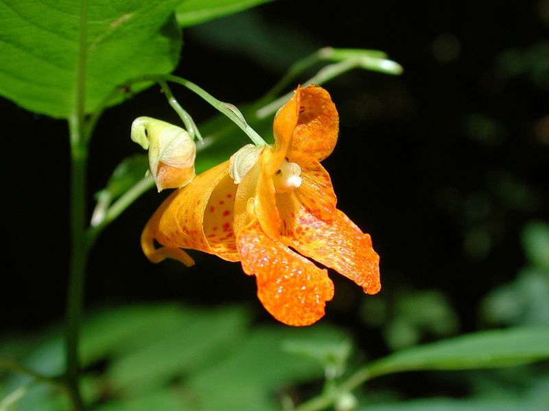 Orange Jewelweed (Impatiens capensis) Orange Jewelweed (Impatiens capensis)