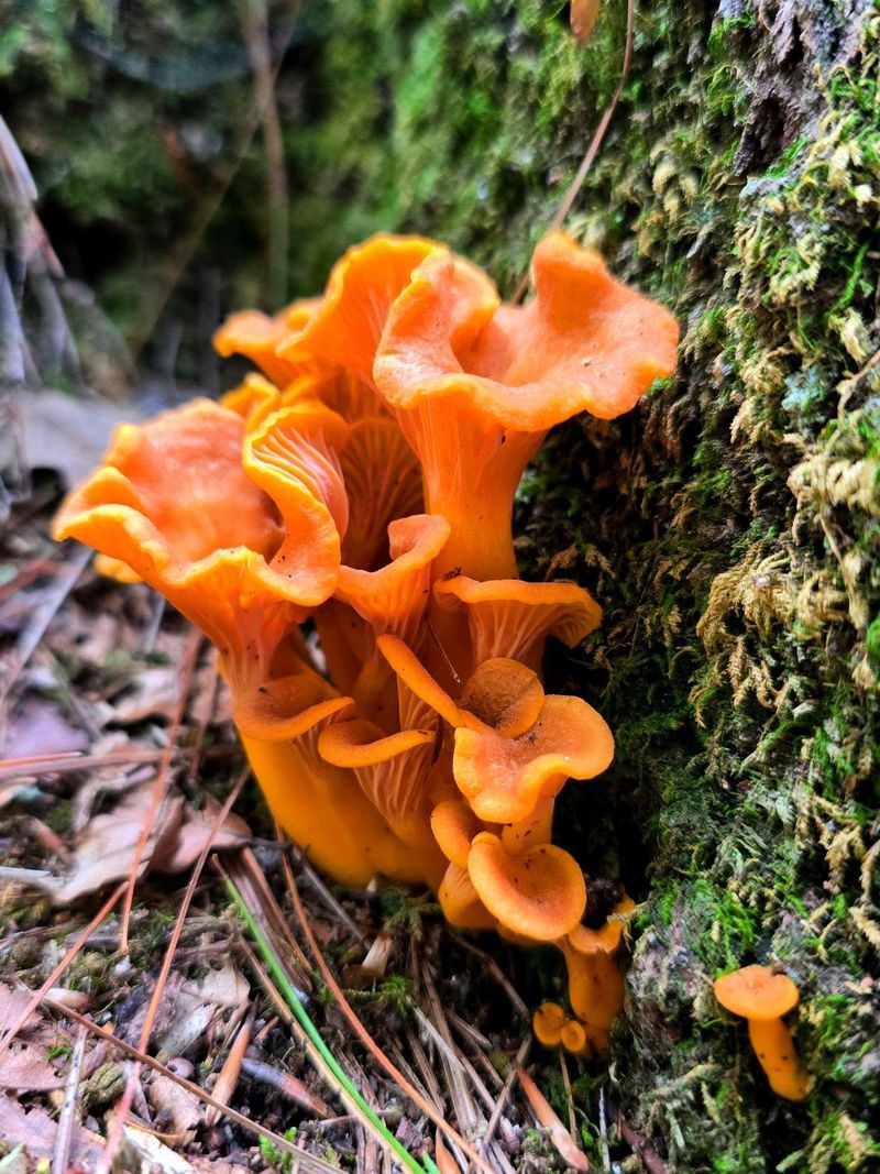 Orange Look-Alikes Worth Knowing