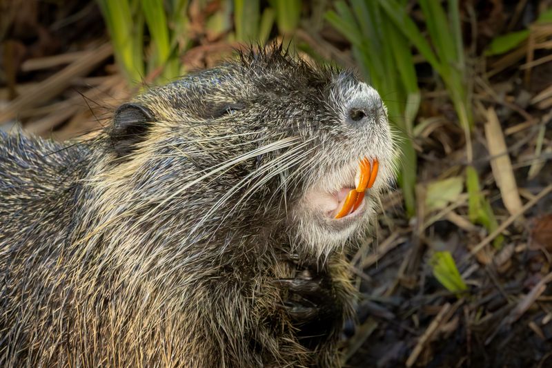 Orange Teeth And A Rat-Like Tail Give It Away Orange Teeth And A Rat-Like Tail Give It Away