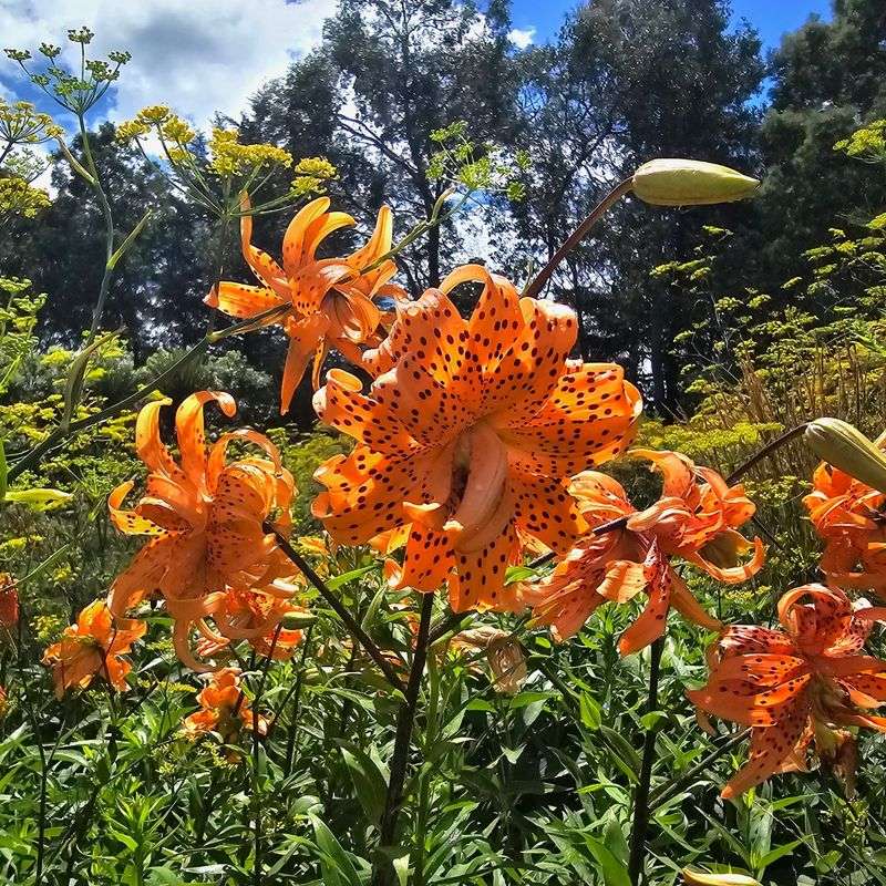 Orange Tiger Lilies Stand Out Beside Purple Phlox