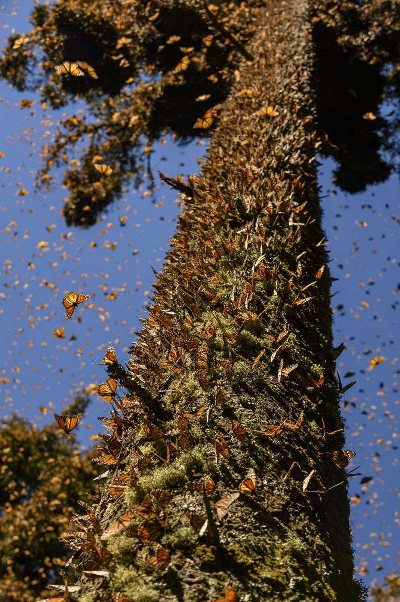 Orange Travelers Sharing Warmth On Sturdy Limbs Orange Travelers Sharing Warmth On Sturdy Limbs