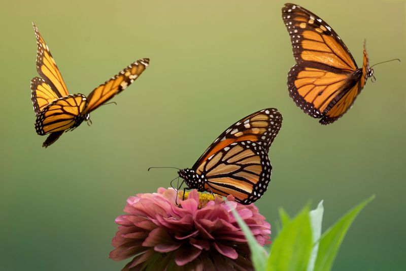 Orange Wings That Turn Backyard Trees Into Overnight Hotels