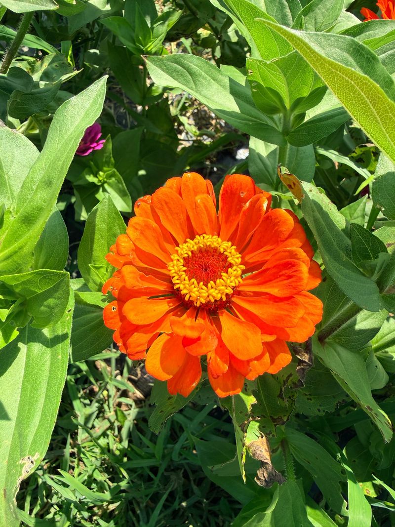 Orange Zinnias Look Strong With Purple Verbena