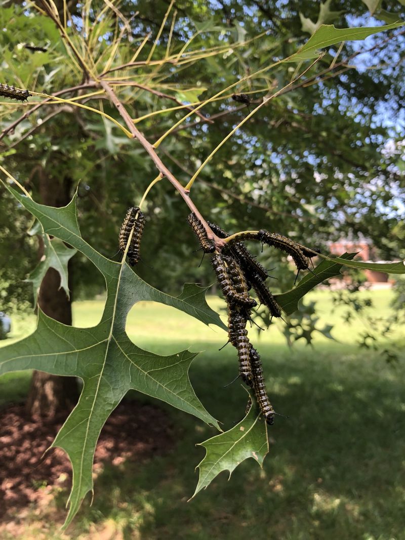Orangestriped Oakworms Gather Together While They Are Young Orangestriped Oakworms Gather Together While They Are Young