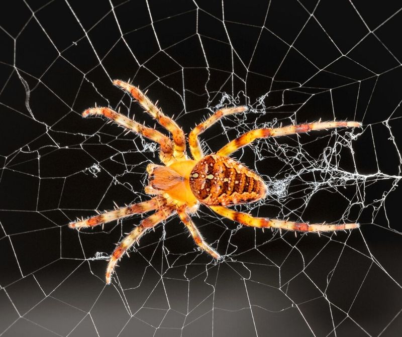 Orb weavers can benefit an Arizona yard