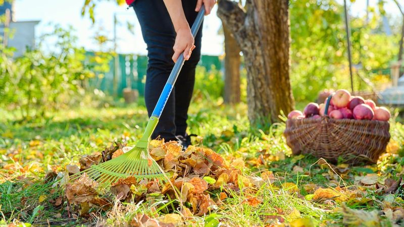 Orchard Cleanup Can Reduce Activity Orchard Cleanup Can Reduce Activity