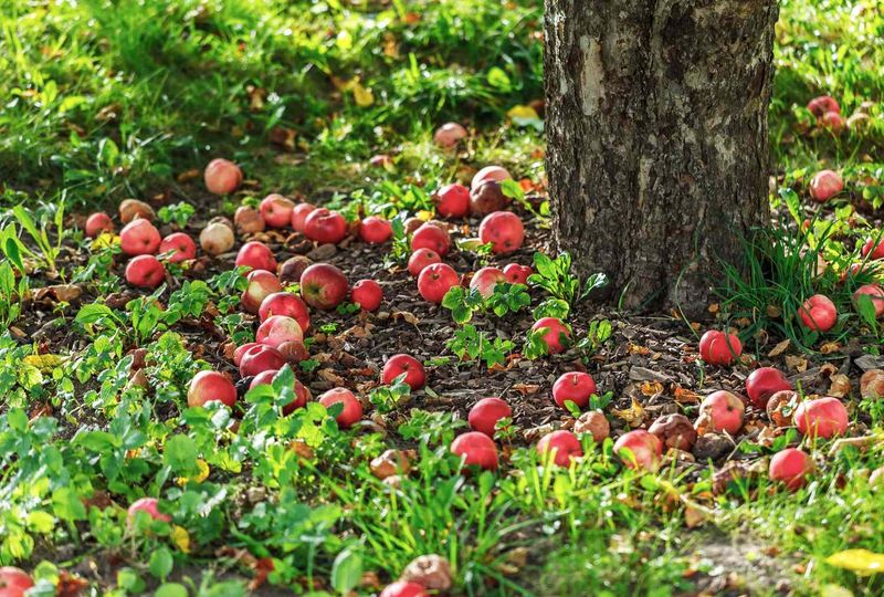 Orchard Cleanup Can Reduce Activity